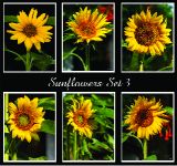 Sunflowers Set 3